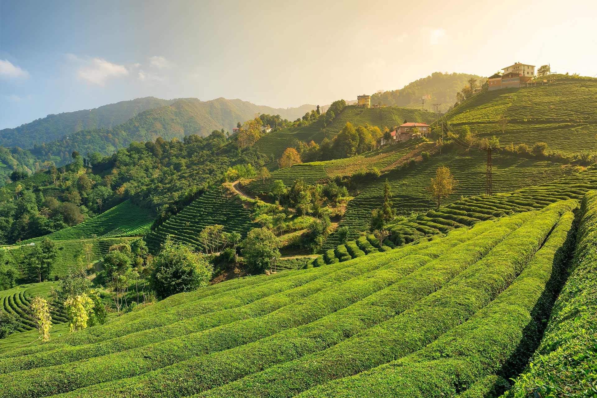 Rize